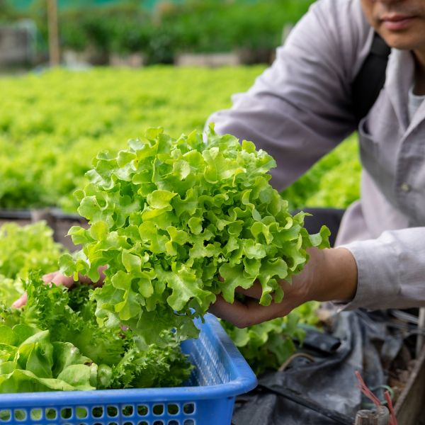 A person in a field holds a fresh head of green lettuce over a blue basket. The background shows a lush, vibrant garden, conveying a sense of organic farming.